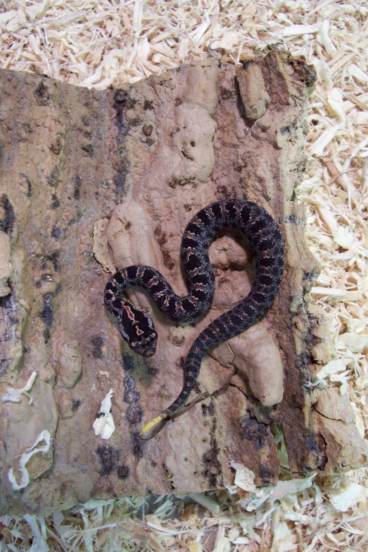 X-1 Sistrurus miliarius barbouric.b.6-24-06.JPG [655 Kb]